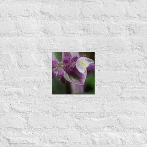 Fuzzy Bloom - Image 4