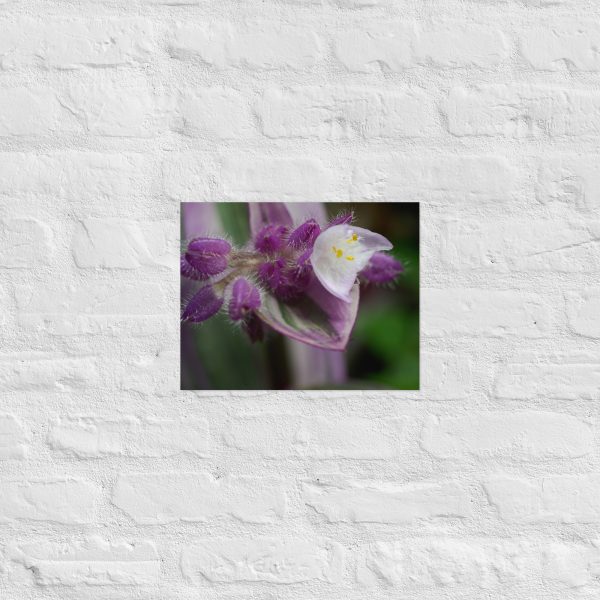 Fuzzy Bloom - Image 5