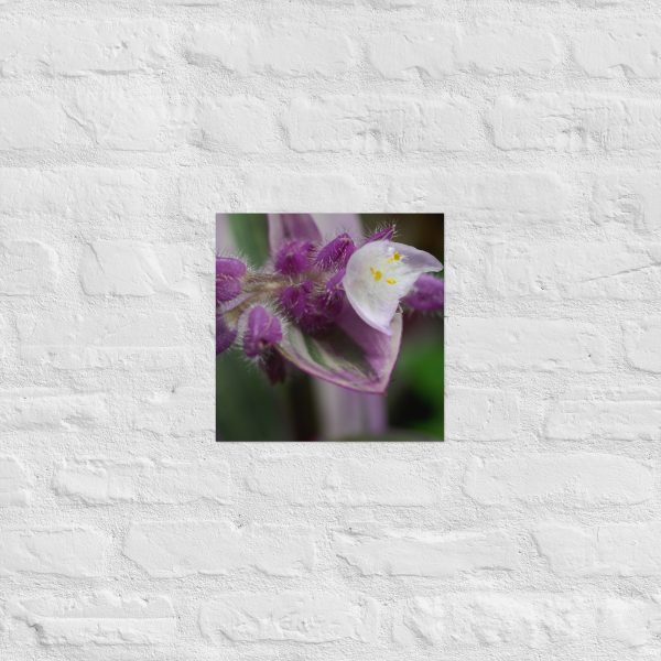 Fuzzy Bloom - Image 6
