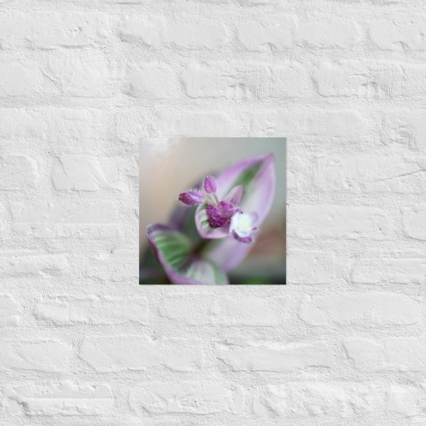 Purple Pulse - Image 5
