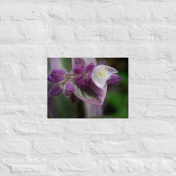 Fuzzy Bloom - Image 7
