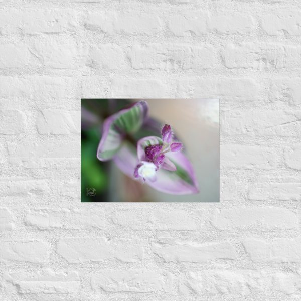 Purple Pulse - Image 6