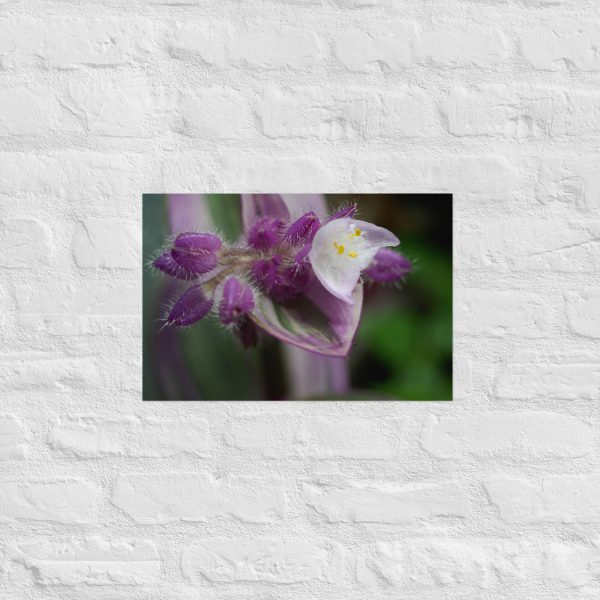 Fuzzy Bloom - Image 8
