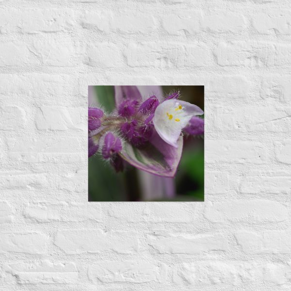 Fuzzy Bloom - Image 9