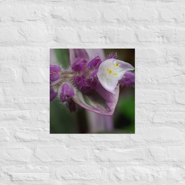 Fuzzy Bloom - Image 10