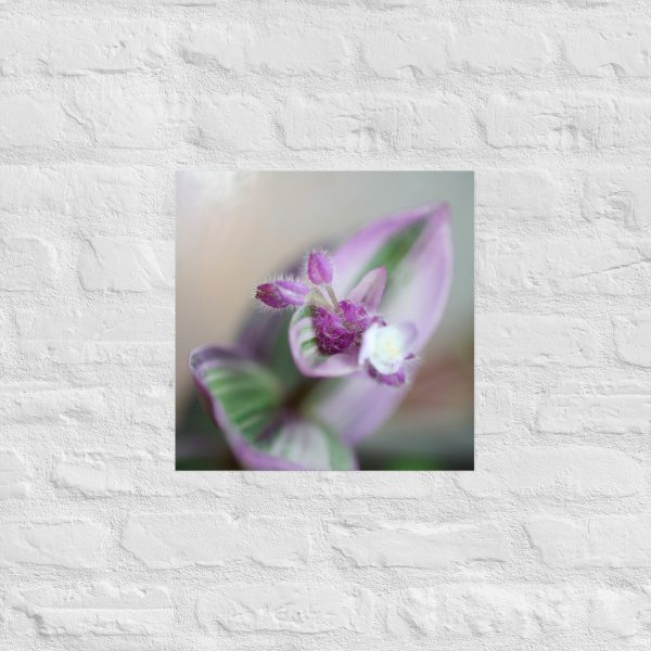Purple Pulse - Image 8