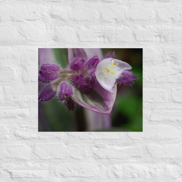 Fuzzy Bloom - Image 11