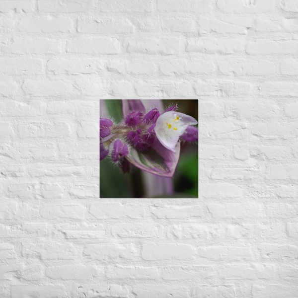 Fuzzy Bloom - Image 12