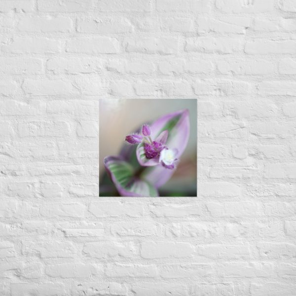 Purple Pulse - Image 10