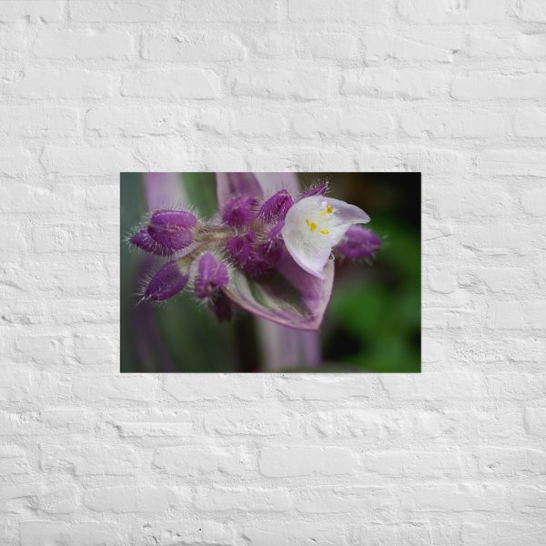 Fuzzy Bloom - Image 13