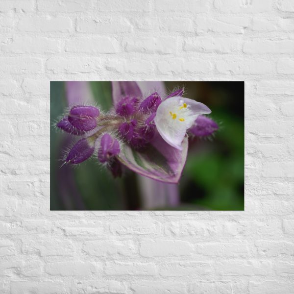 Fuzzy Bloom - Image 14