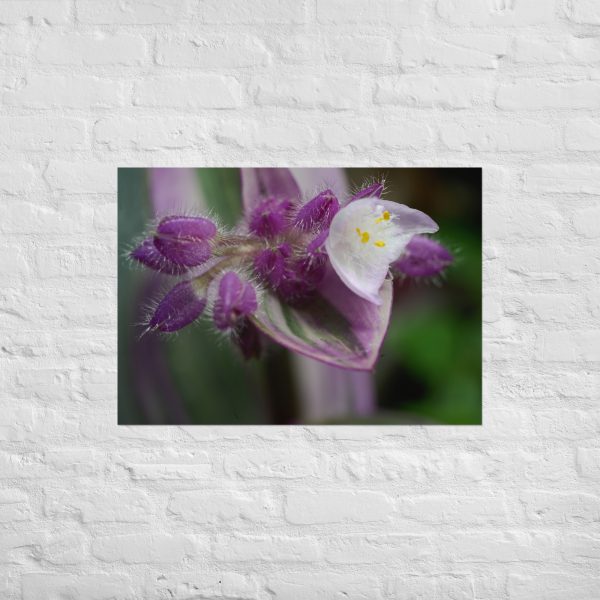 Fuzzy Bloom - Image 2