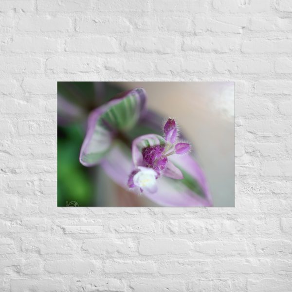 Purple Pulse - Image 2