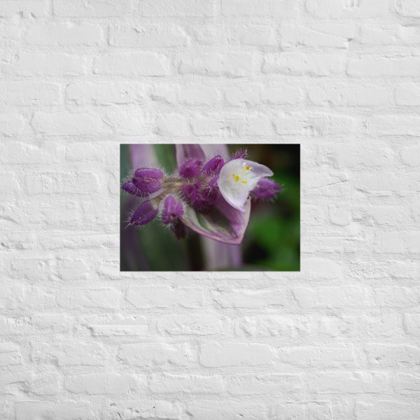 Fuzzy Bloom - Image 3