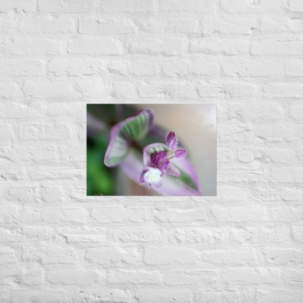 Purple Pulse - Image 3