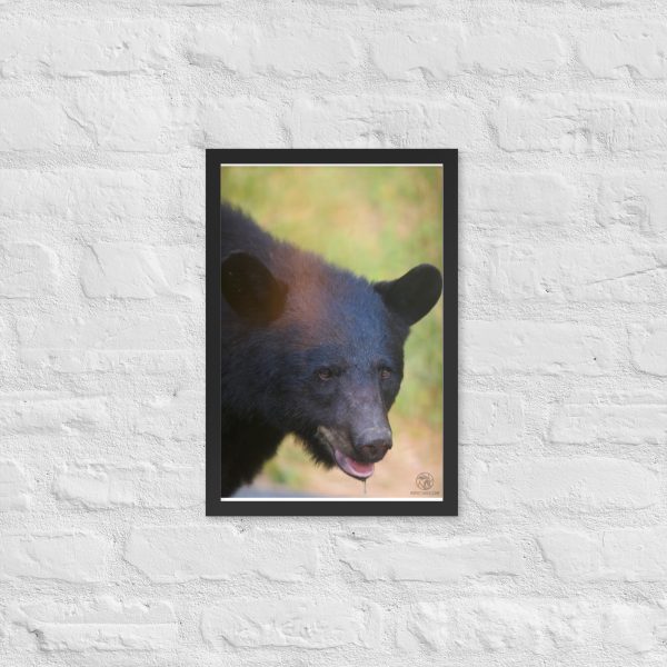 Wilderness Stare - Framed Poster Print - Image 2