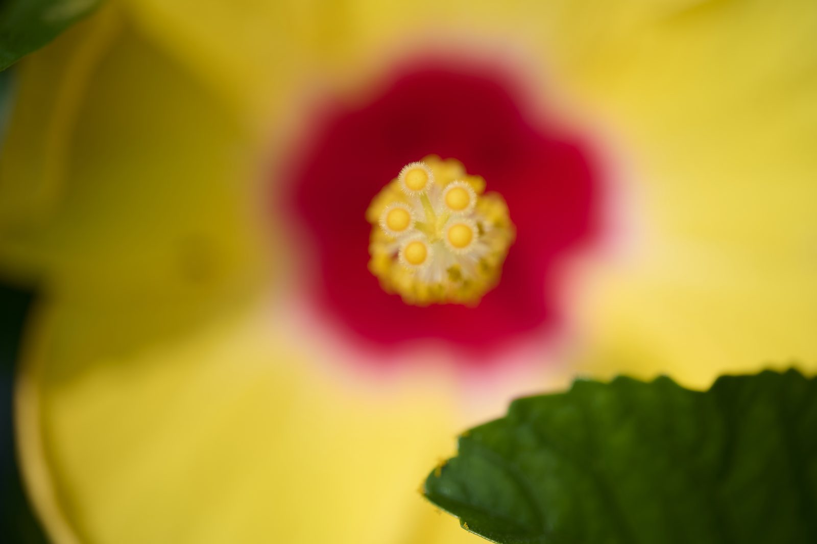 NZ6_9843 1