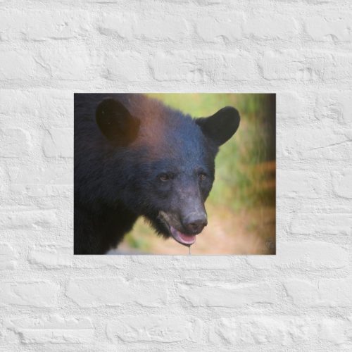enhanced-matte-paper-poster-in-16x20-front-685314c1d958a.jpg